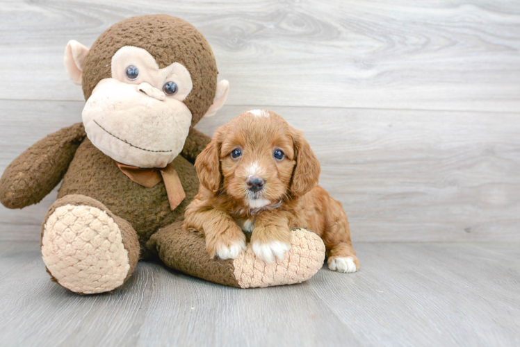 Small Mini Goldendoodle Baby