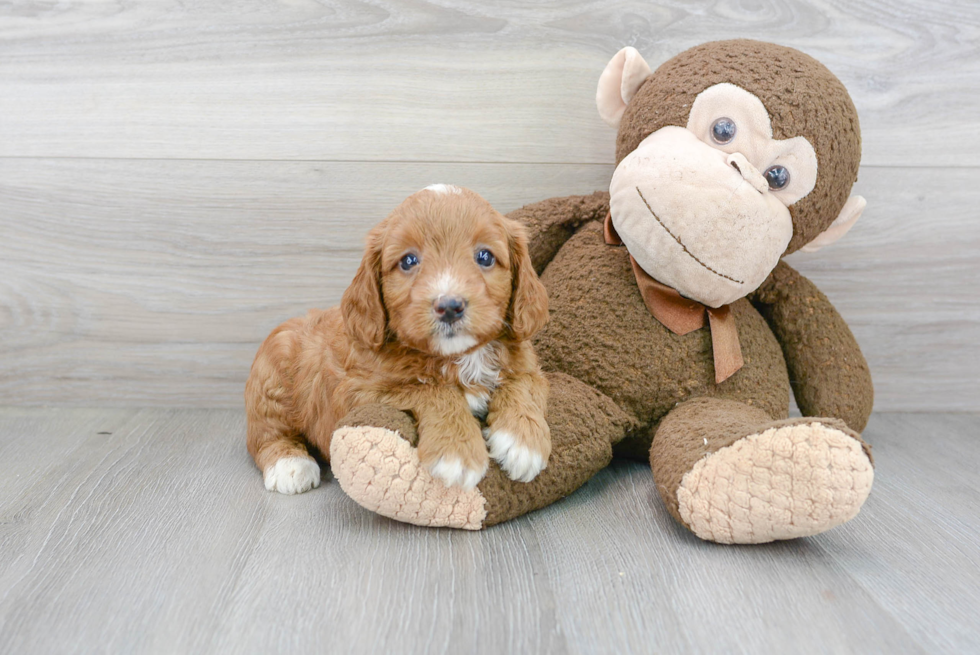 Mini Goldendoodle Pup Being Cute