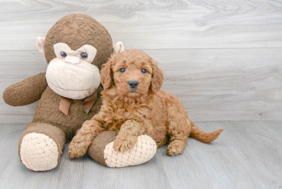 Best Mini Goldendoodle Baby