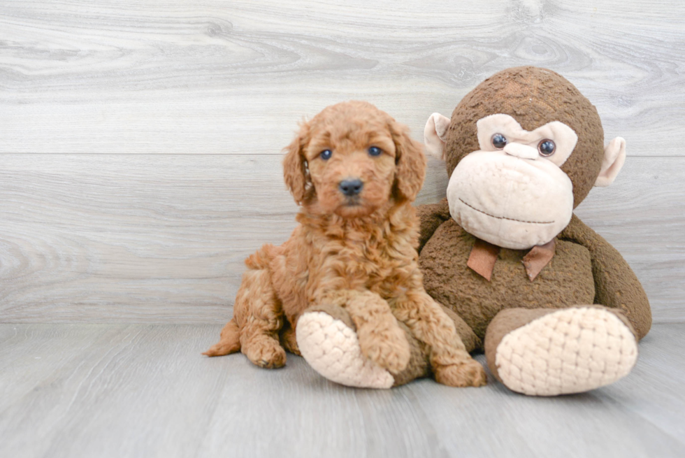 Best Mini Goldendoodle Baby