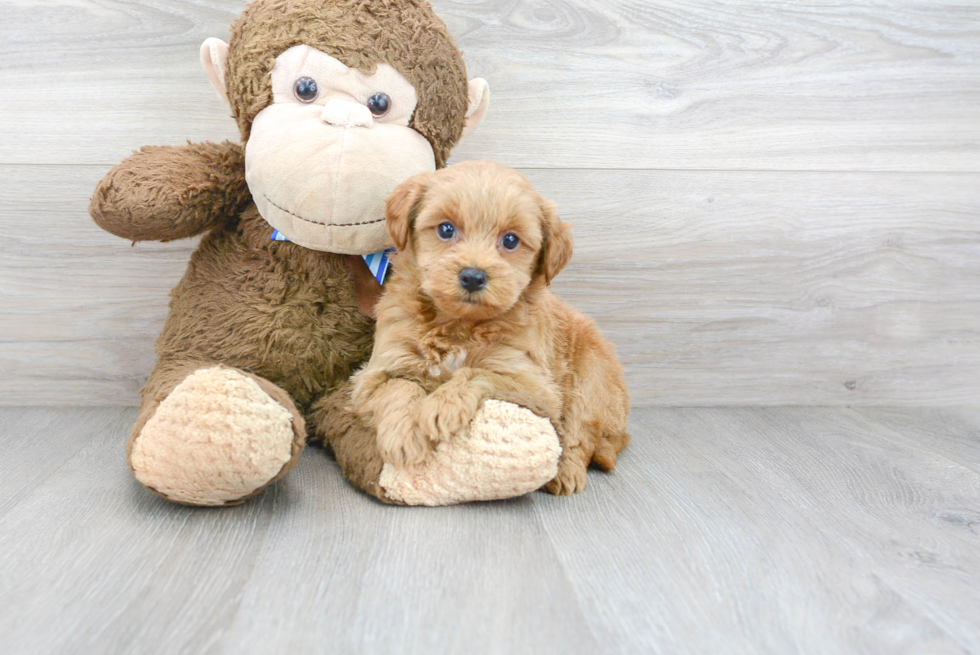 Cute Mini Goldendoodle Baby