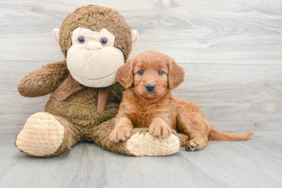 Cute Mini Goldendoodle Baby