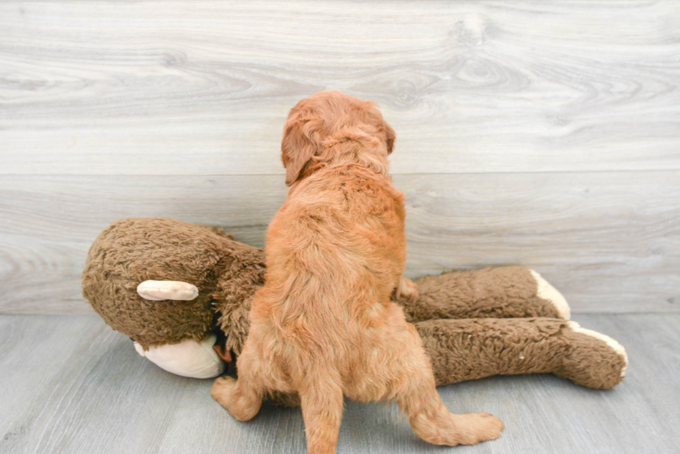 Mini Goldendoodle Puppy for Adoption