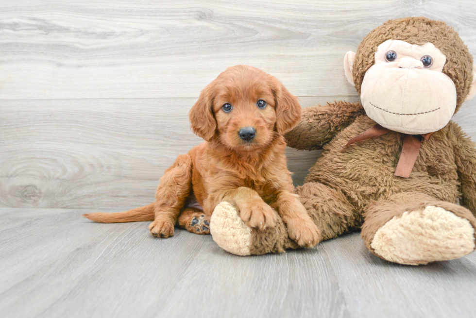 Popular Mini Goldendoodle Poodle Mix Pup