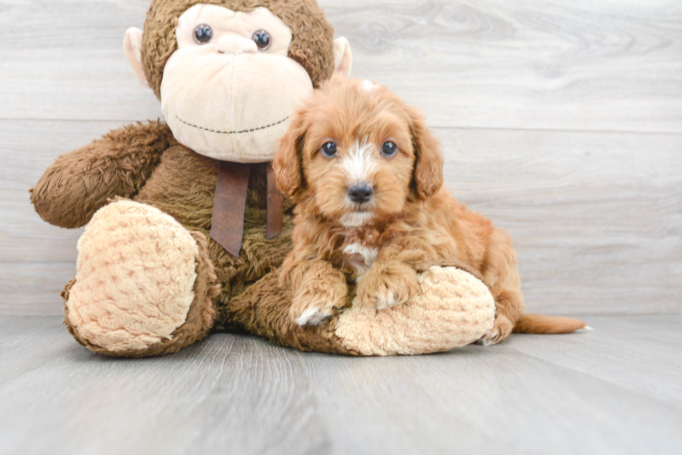 Best Mini Goldendoodle Baby