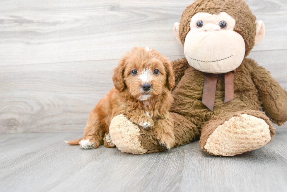 Sweet Mini Goldendoodle Baby