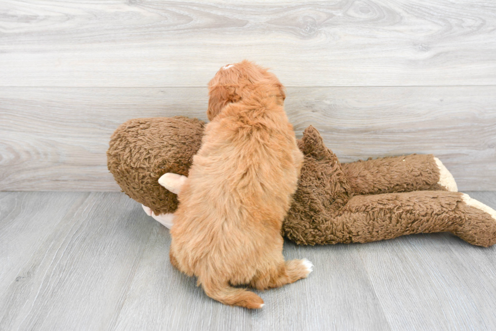 Mini Goldendoodle Pup Being Cute