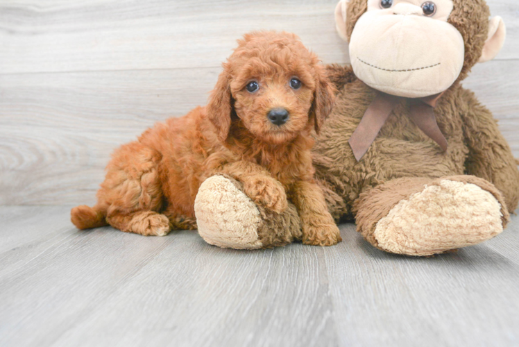 Mini Goldendoodle Pup Being Cute