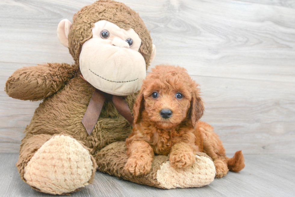 Mini Goldendoodle Pup Being Cute