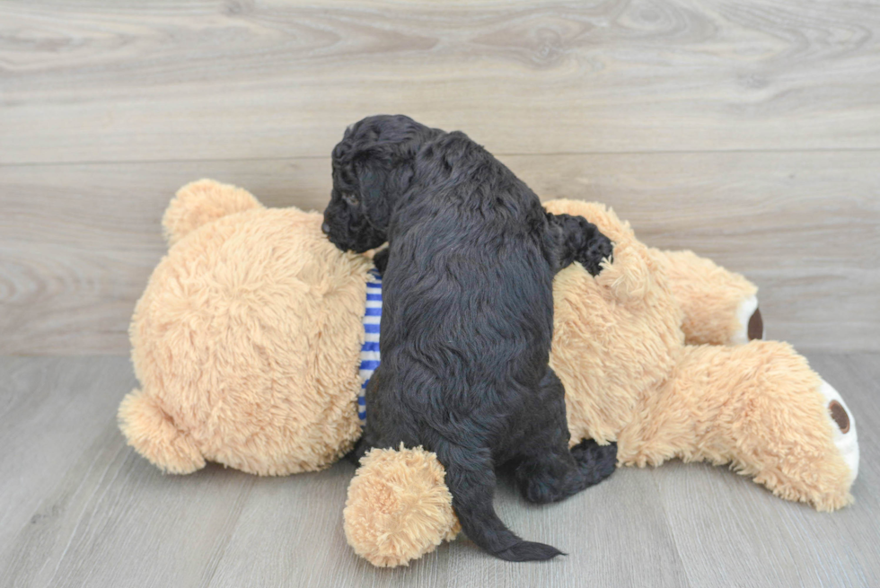 Energetic Golden Retriever Poodle Mix Puppy