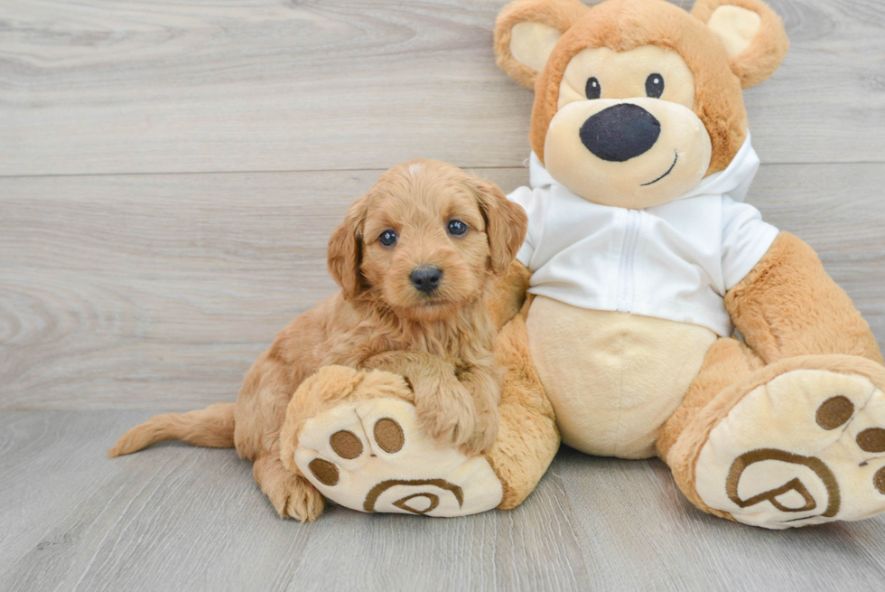 Mini Goldendoodle Pup Being Cute