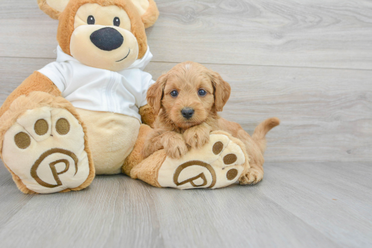 Playful Golden Retriever Poodle Mix Puppy