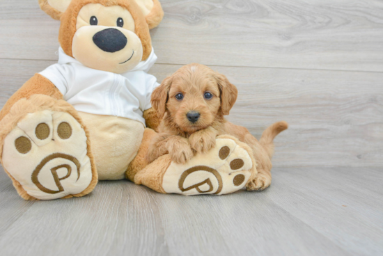 Playful Golden Retriever Poodle Mix Puppy