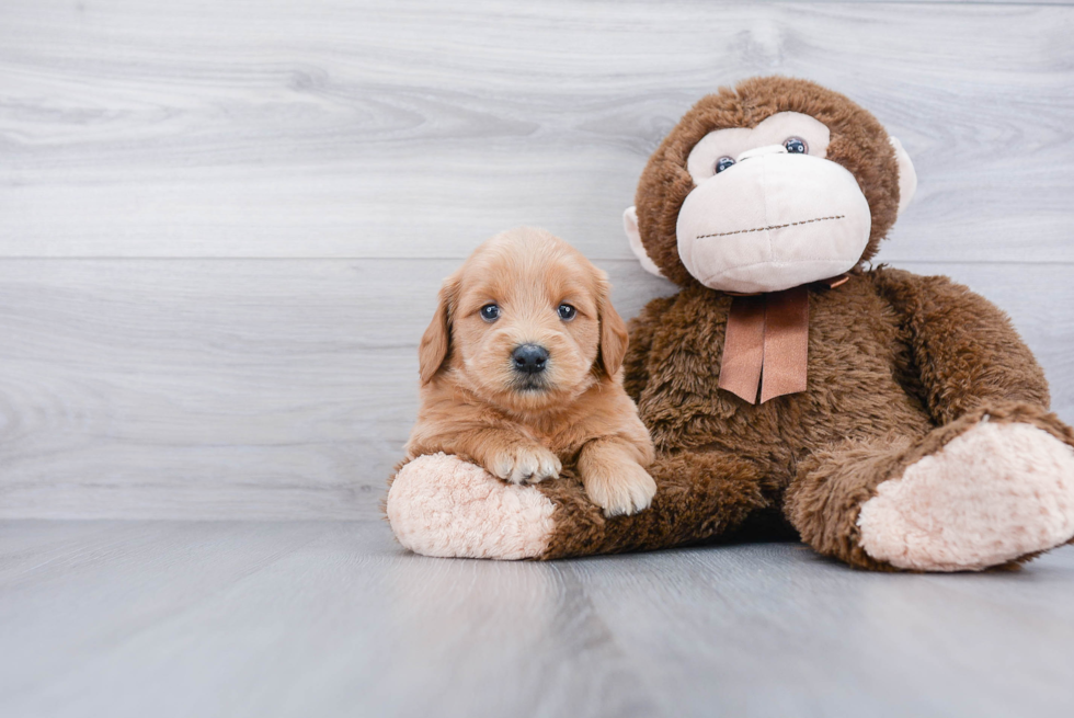 Energetic Golden Retriever Poodle Mix Puppy