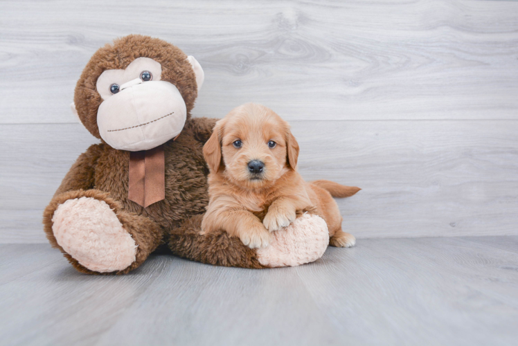 Little Golden Retriever Poodle Mix Puppy