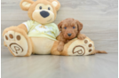 Mini Goldendoodle Puppy for Adoption