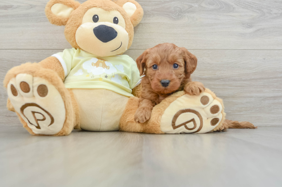 6 week old Mini Goldendoodle Puppy For Sale - Premier Pups