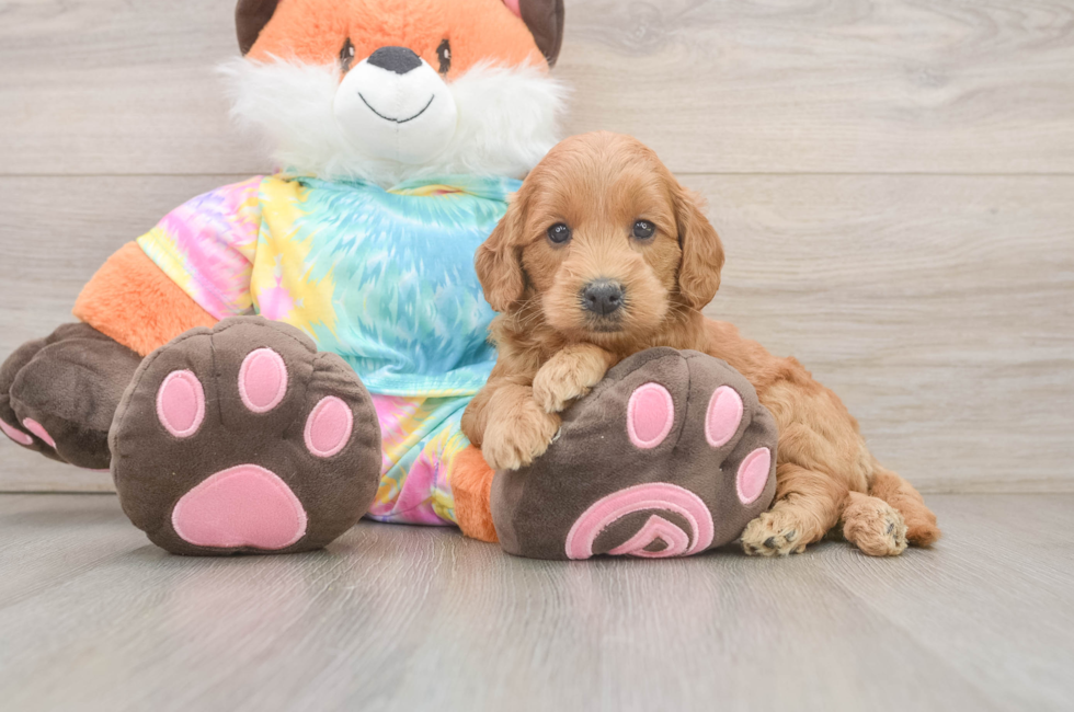 6 week old Mini Goldendoodle Puppy For Sale - Premier Pups