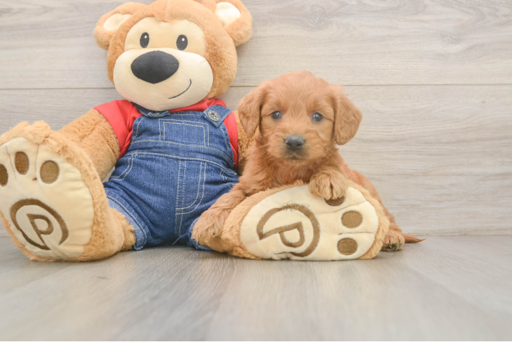 Best Mini Goldendoodle Baby