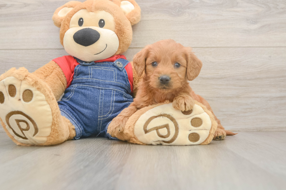 5 week old Mini Goldendoodle Puppy For Sale - Premier Pups