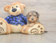 7 week old Mini Goldendoodle Puppy For Sale - Premier Pups