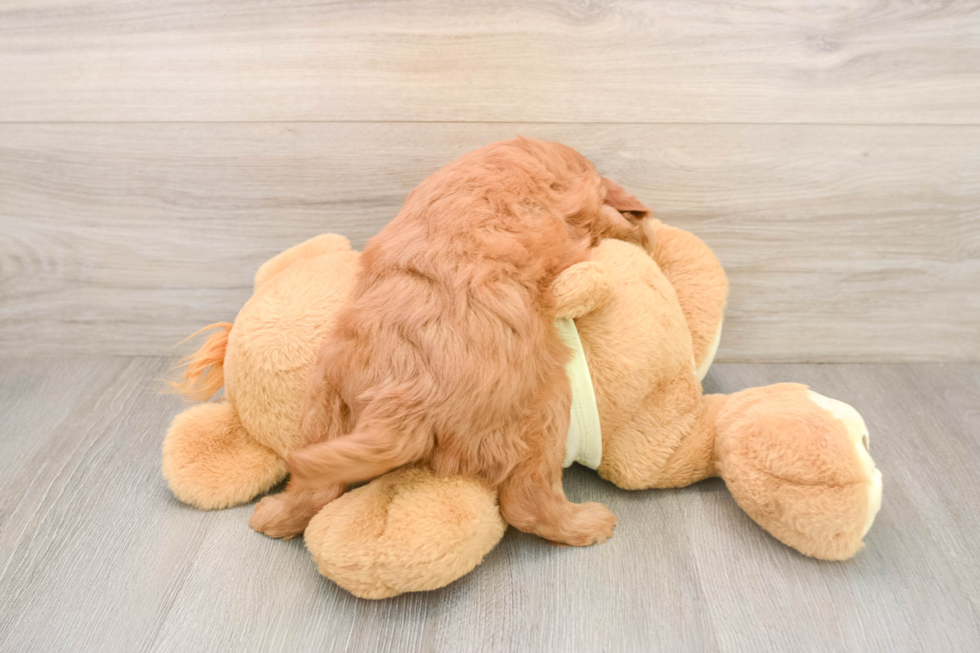 Best Mini Goldendoodle Baby