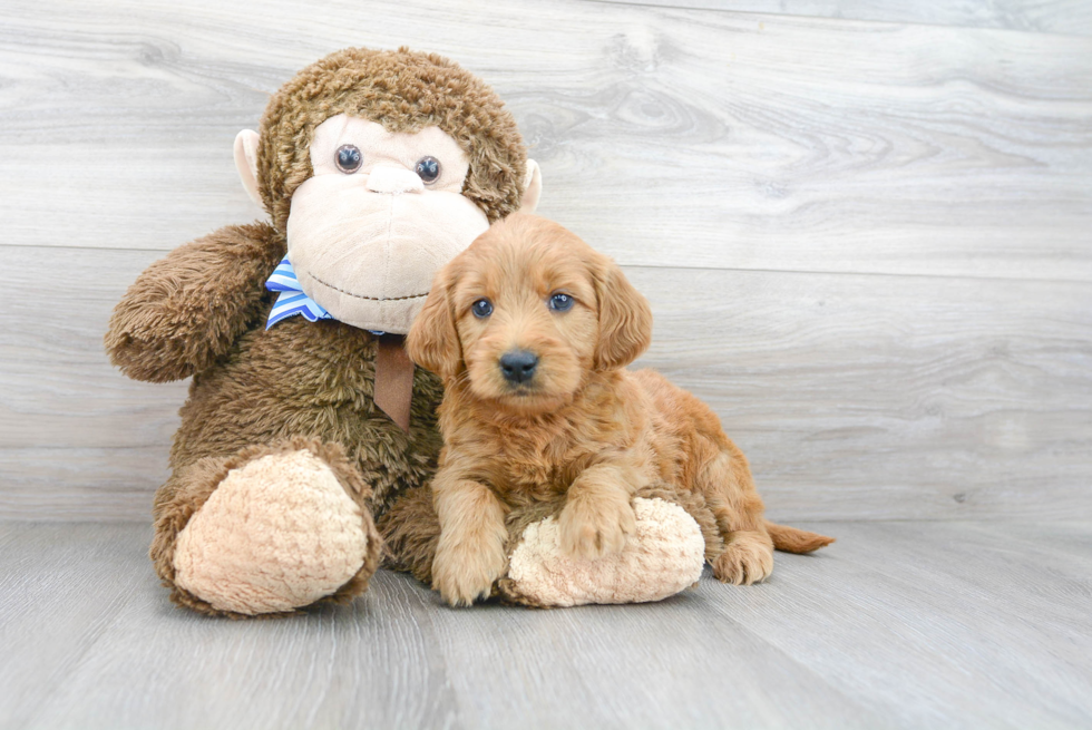 Mini Goldendoodle Puppy for Adoption