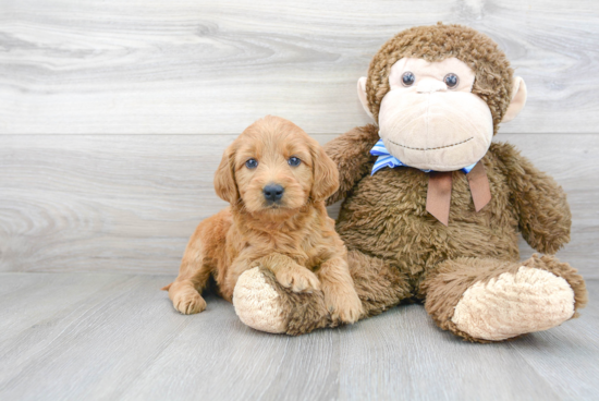 Best Mini Goldendoodle Baby