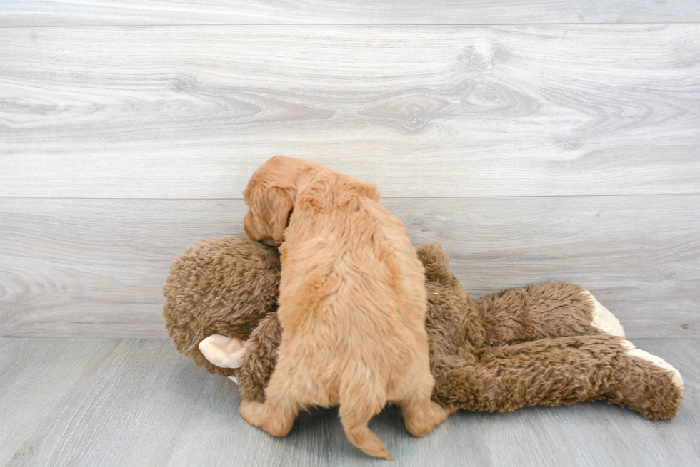 Funny Mini Goldendoodle Poodle Mix Pup