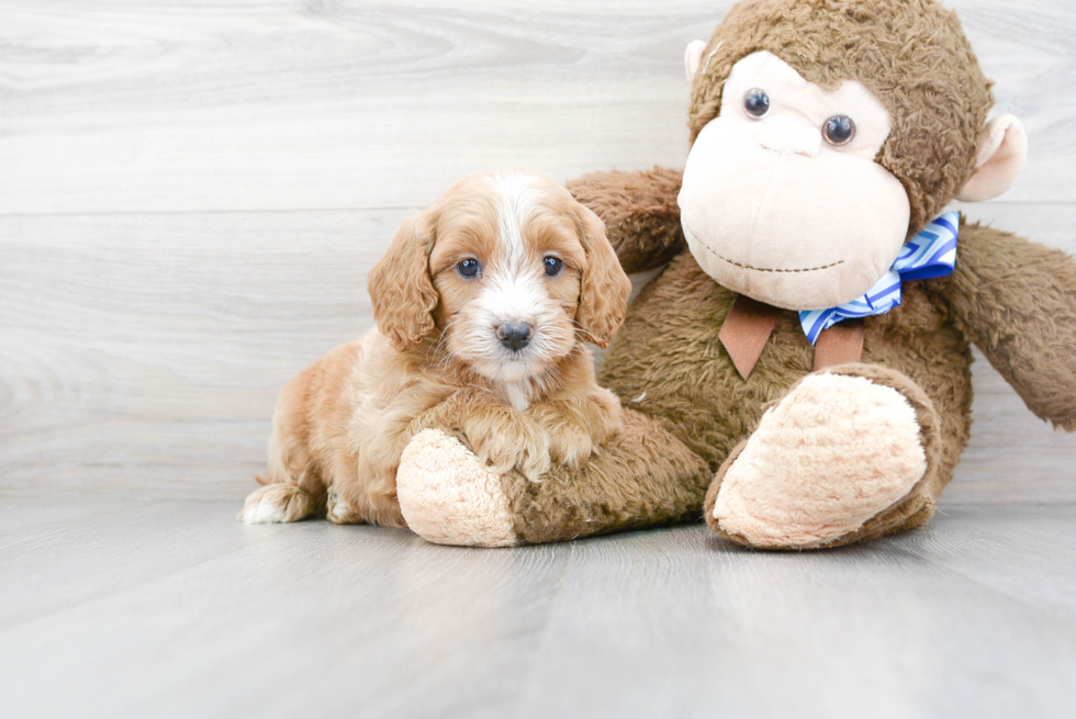 Adorable Golden Retriever Poodle Mix Puppy