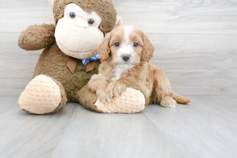 Mini Goldendoodle Puppy for Adoption