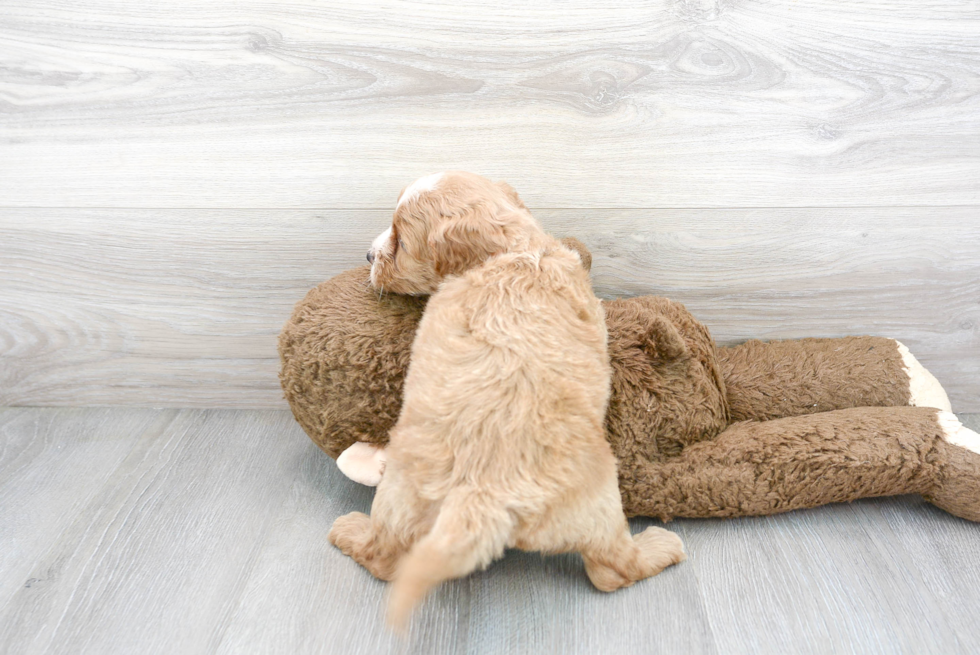 Popular Mini Goldendoodle Poodle Mix Pup