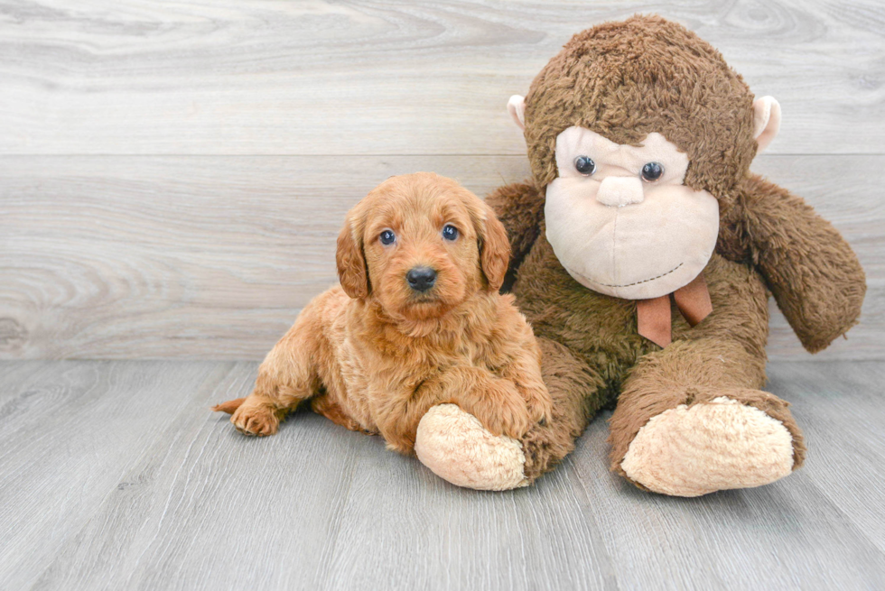 Adorable Golden Retriever Poodle Mix Puppy