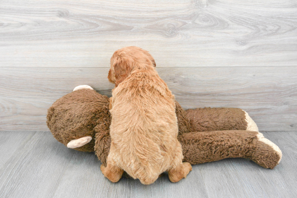 Playful Golden Retriever Poodle Mix Puppy