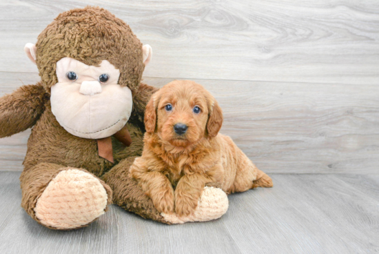 Mini Goldendoodle Puppy for Adoption