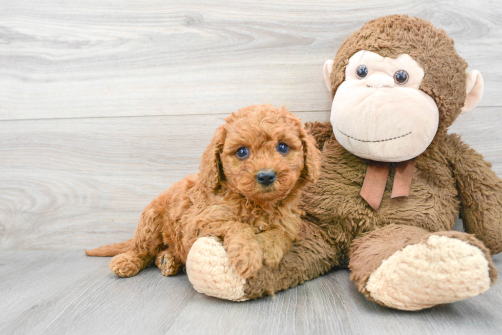 Mini Goldendoodle Puppy for Adoption