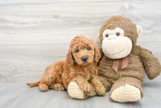 Mini Goldendoodle Pup Being Cute