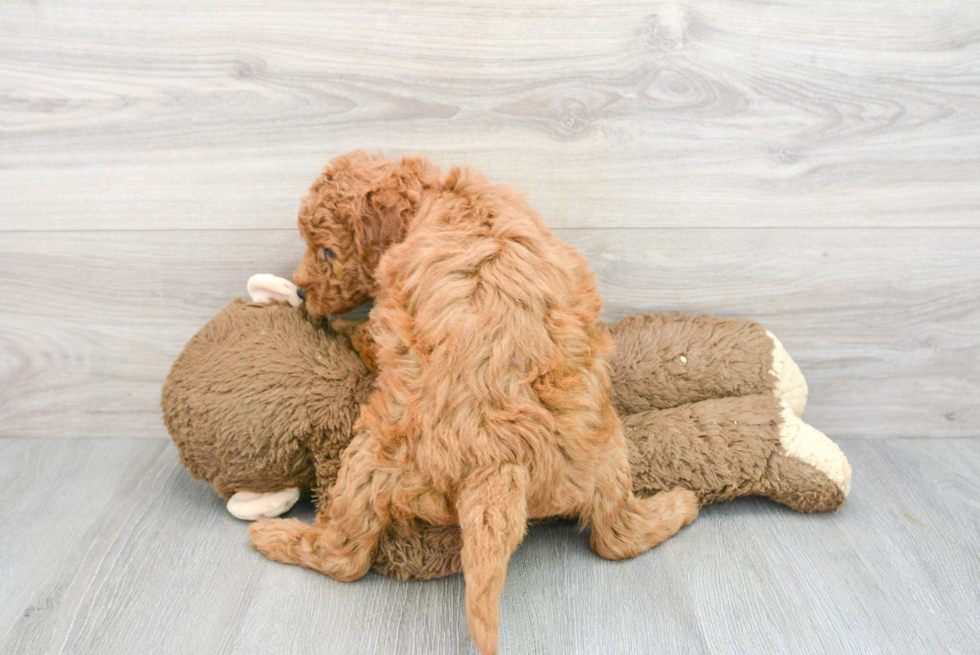 Mini Goldendoodle Pup Being Cute