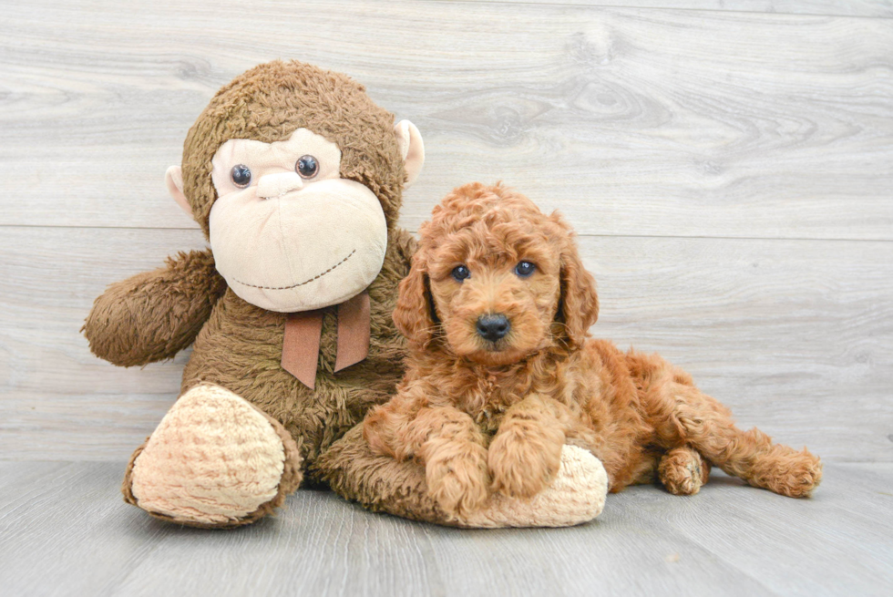 Popular Mini Goldendoodle Poodle Mix Pup