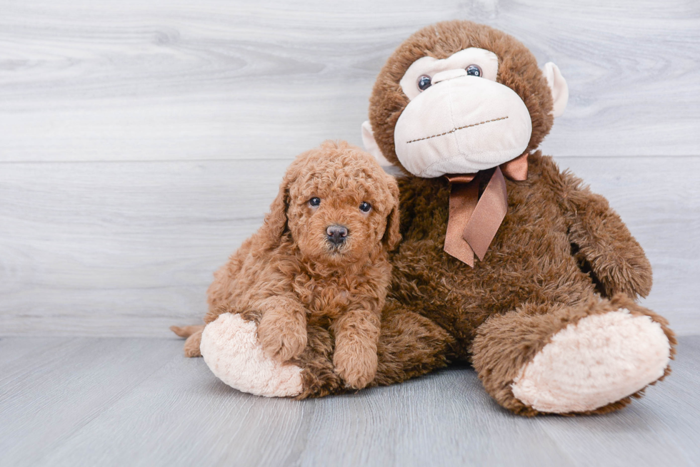 Playful Golden Retriever Poodle Mix Puppy