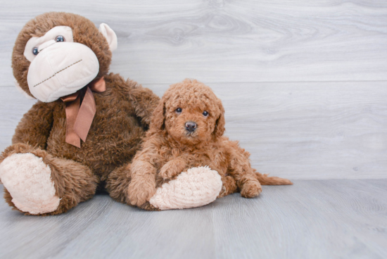 Hypoallergenic Golden Retriever Poodle Mix Puppy