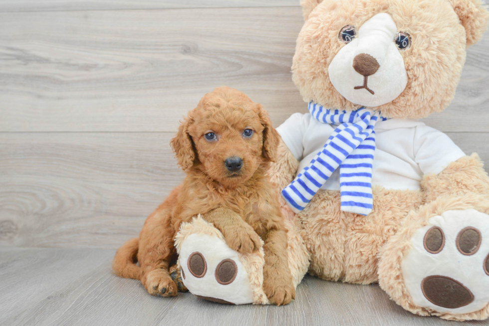 Mini Goldendoodle Puppy for Adoption