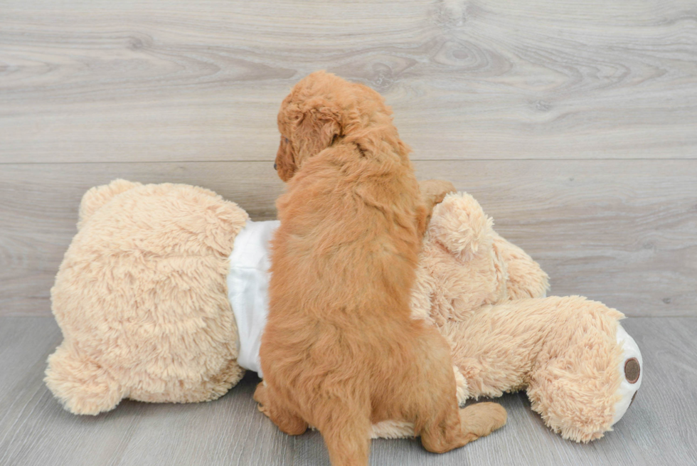 Best Mini Goldendoodle Baby