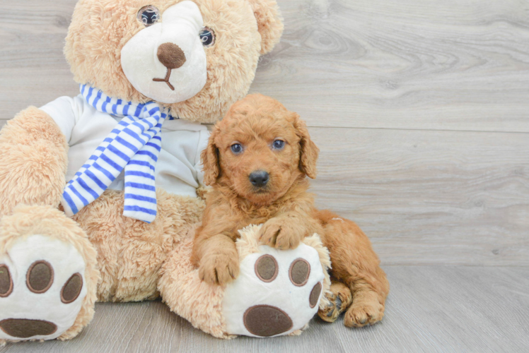 Mini Goldendoodle Puppy for Adoption