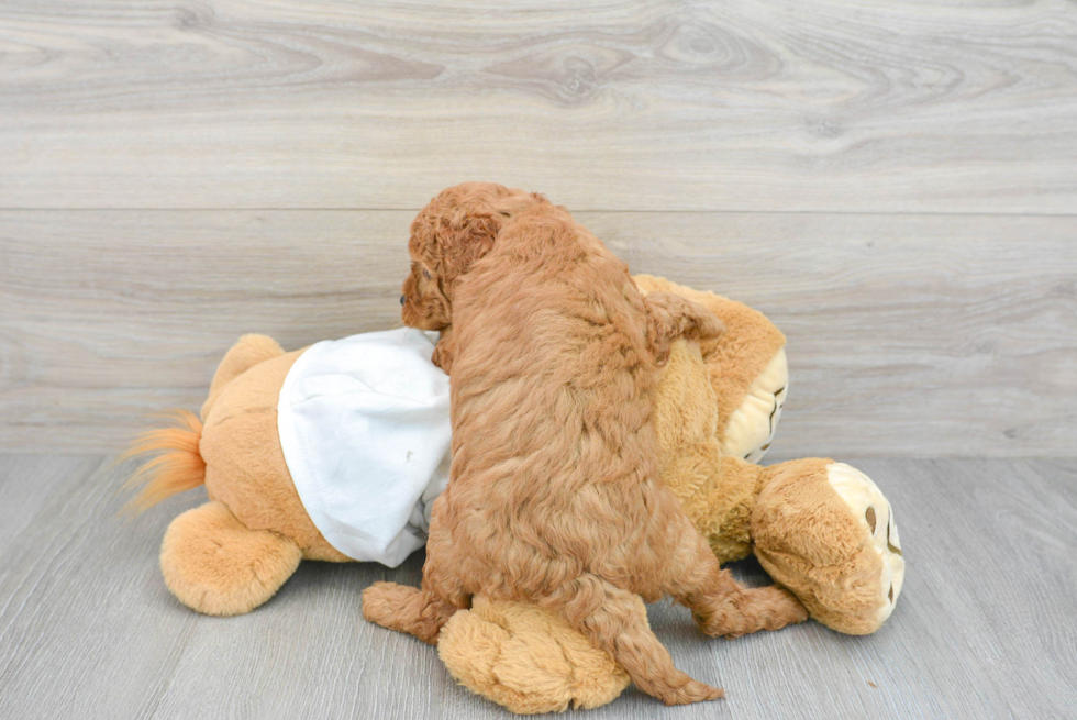 Playful Golden Retriever Poodle Mix Puppy