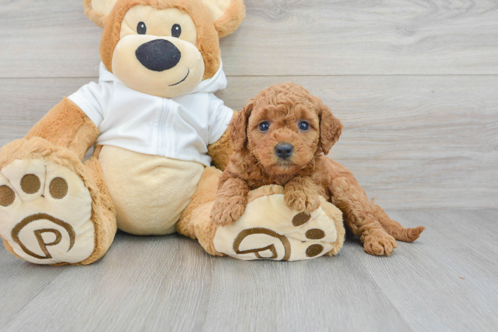 Sweet Mini Goldendoodle Baby