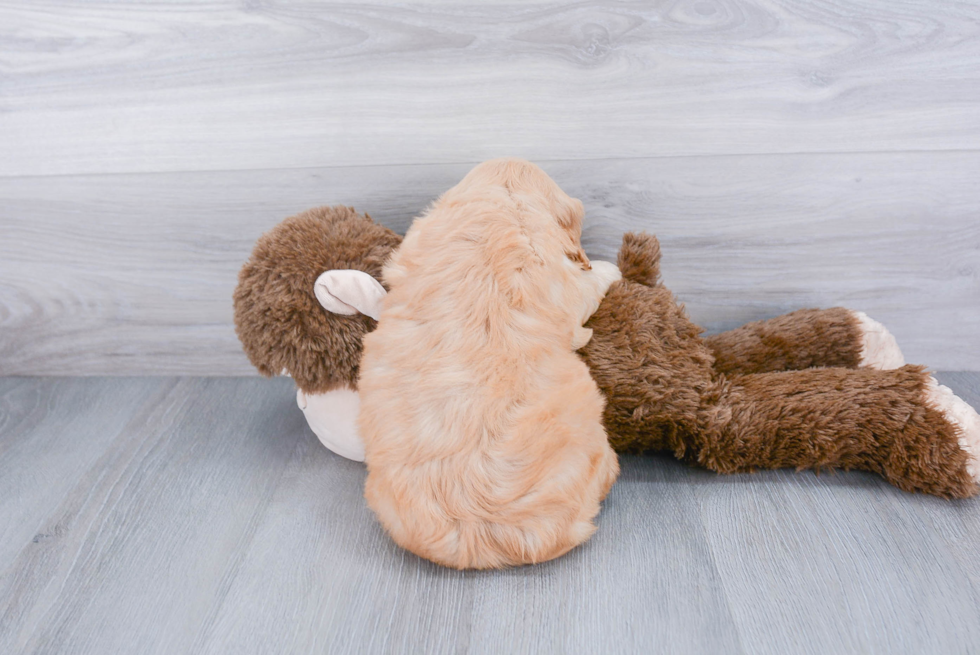 Little Golden Retriever Poodle Mix Puppy