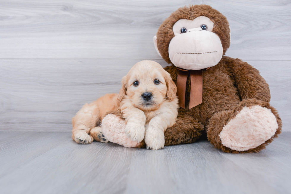 Small Mini Goldendoodle Baby