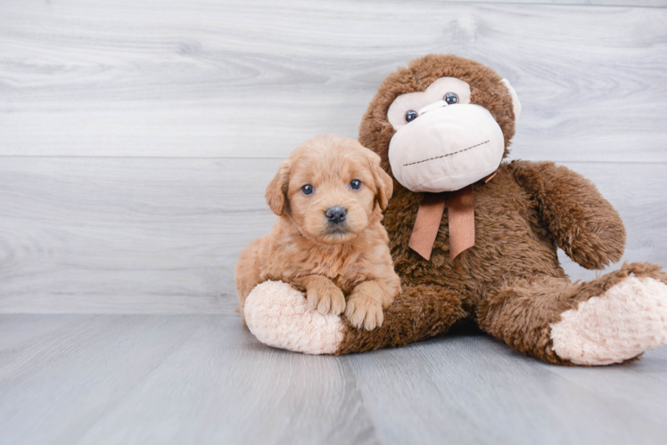 Mini Goldendoodle Pup Being Cute