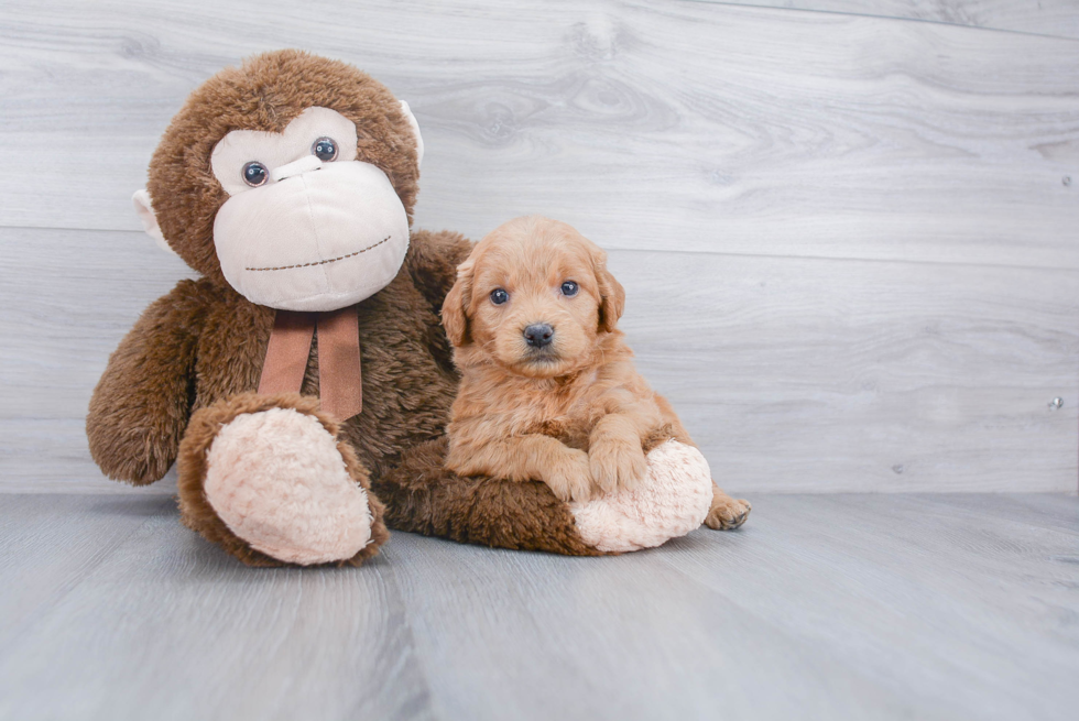 Mini Goldendoodle Pup Being Cute